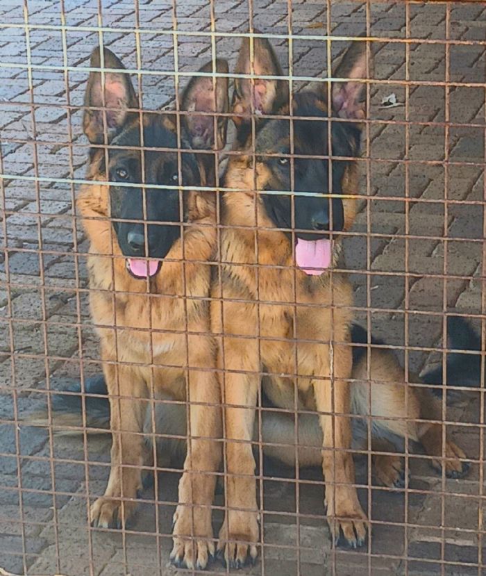 German shepherd clearance cage for sale